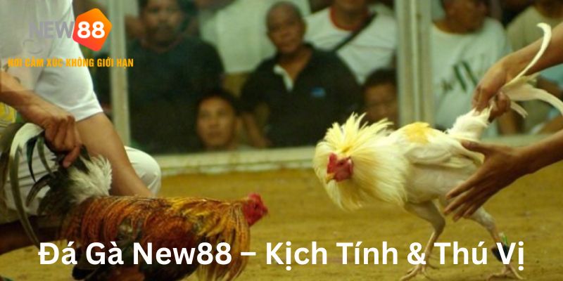 Đá gà New88 kịch tính và thú vị