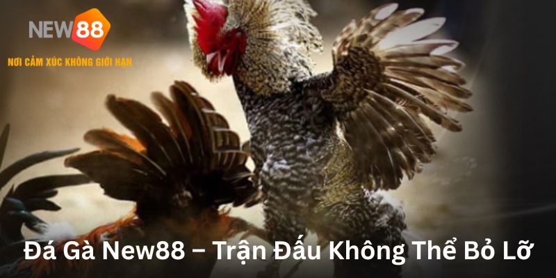 Đá gà New88 trận đấu không thể bỏ lỡ